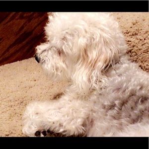 Meet your Posher, Maya